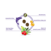 Forza10 MonoDiet Sensitive Skin Mini/Toy Adult with fish 1.5kg