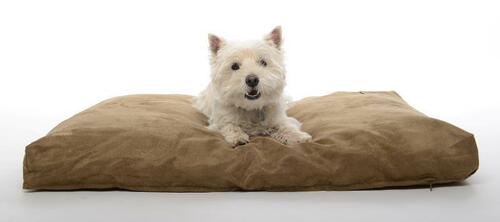 BUSTER Memory Foam dog bed, camel color, 100 x 70 cm
