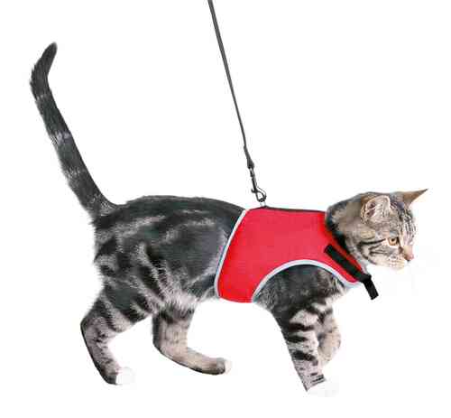 Cat harness with lead: Trixie Soft harness with lead for cats, 24–42 cm, 1.20 m
